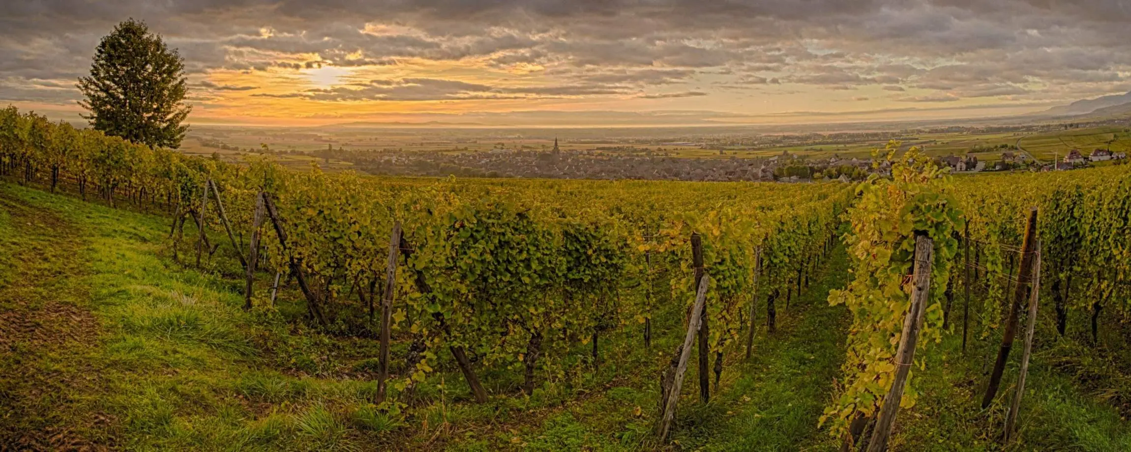 Panorama sur le vignoble alsacien au coucher du soleil
